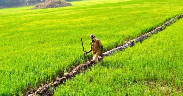 farmer