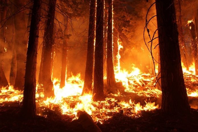 forestfire