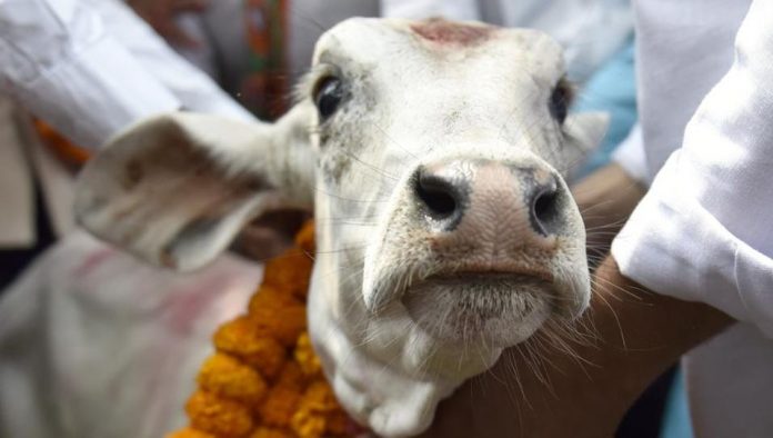 cow