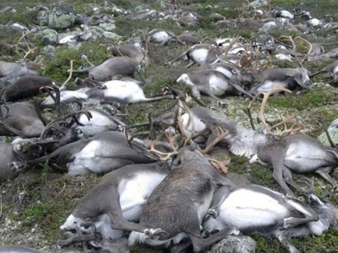 Dead-deer_16c33e82f4f_large
