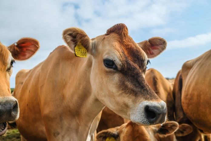 cattle