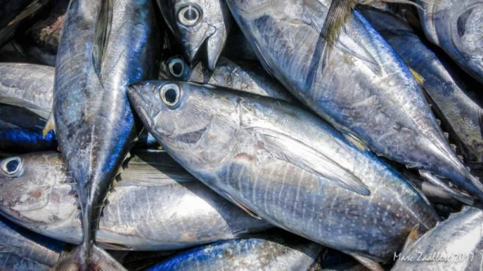 fish