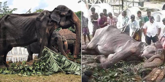 elephant-tikiri
