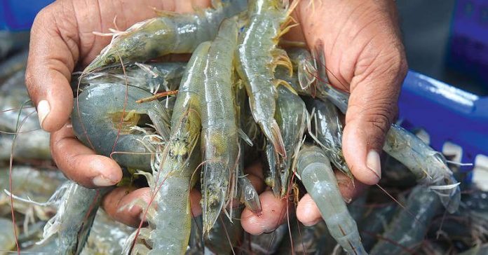 prawn