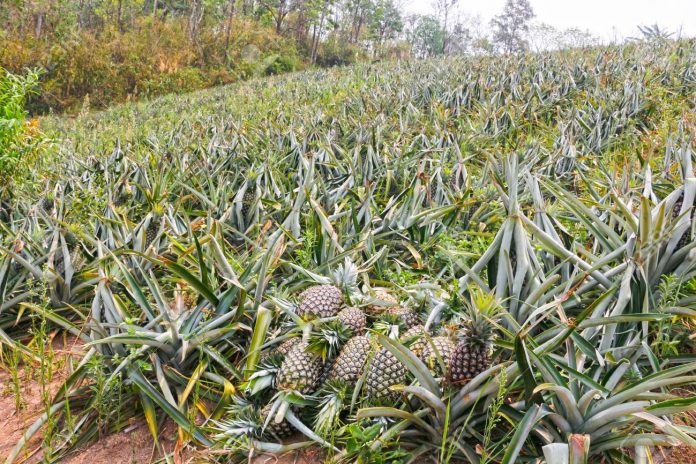 pineapple plant field in Thailand