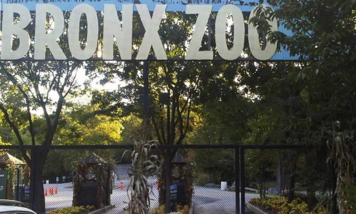 bronx zoo