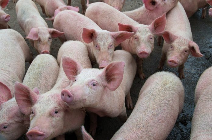 Pigs-diseases.-African-swine-fever-in-Europe.-1164699087_1261x835
