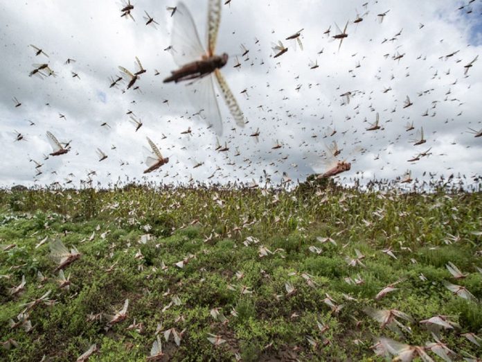 pakistan_locusts