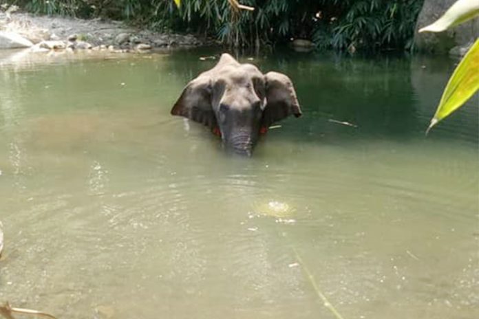 Elephant-Death-1