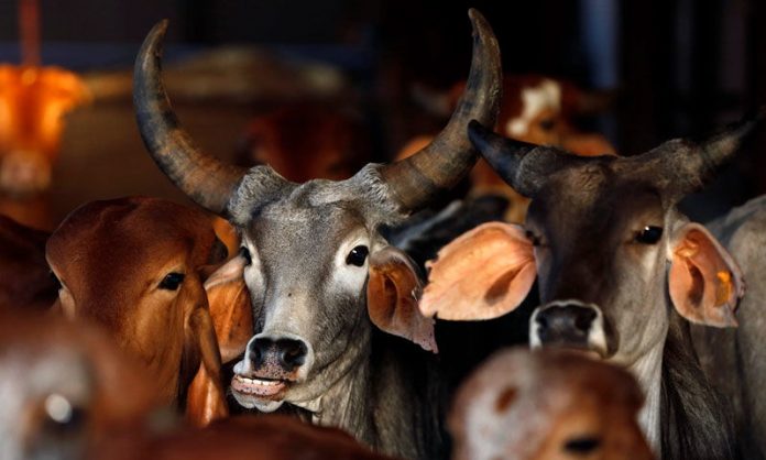 383443-cow-slaughter