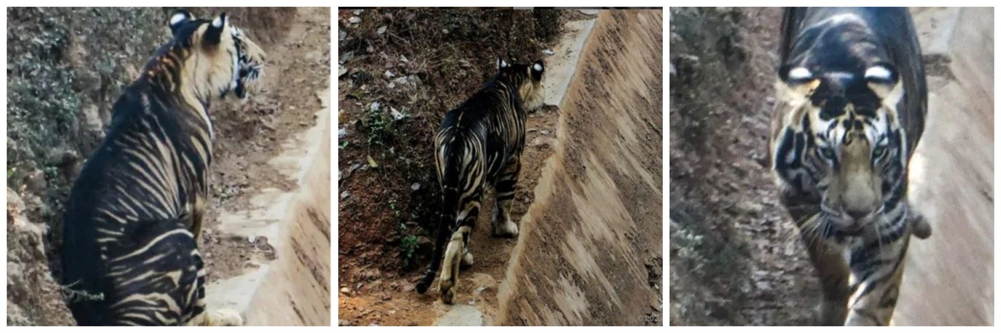 picture of black tiger taken by Soumen Bajpay