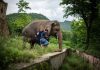 Kaavan elephant going free