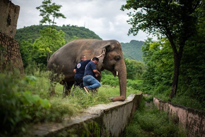 Kaavan elephant going free Kaavan elephant going free
