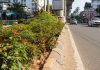 The median beautification is part of Kochi metro’s endeavour to have a zero-carbon footprint. system