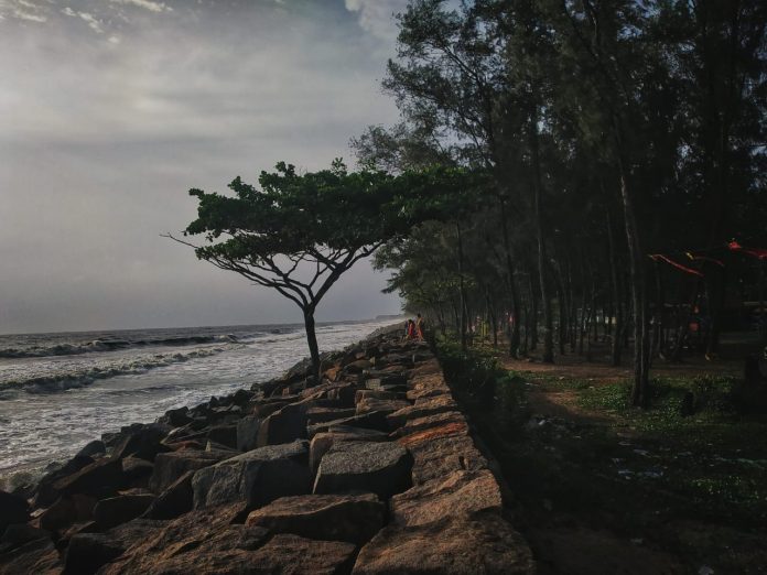 ചെറായിബീച്ചിലെ കാറ്റാടി മരങ്ങളുടെവേലി ചെറായിബീച്ചിലെ കാറ്റാടി മരങ്ങളുടെവേലി