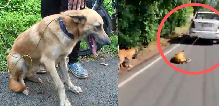 dog dragged from car driver license suspended
