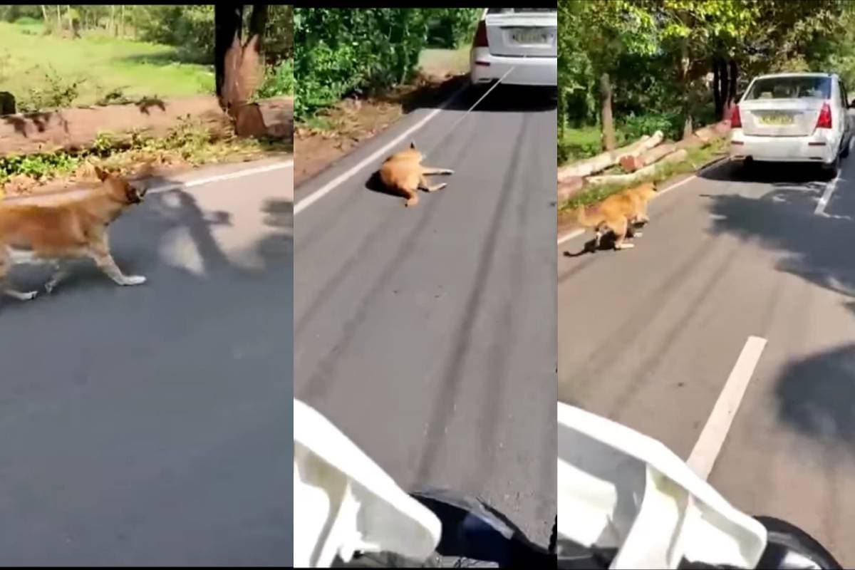 Dog tied to car dragged on road