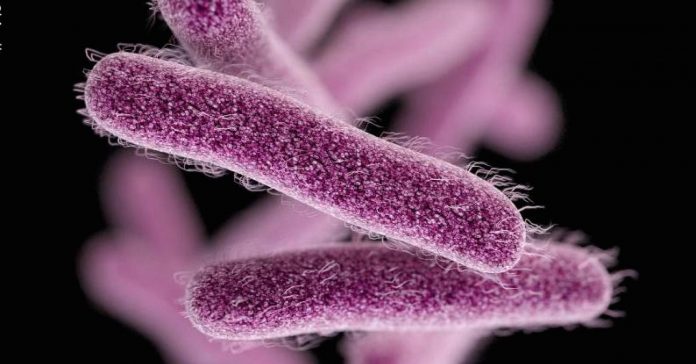 shigella bacteria 50 more identified with Shigella symptoms in Kozhikode