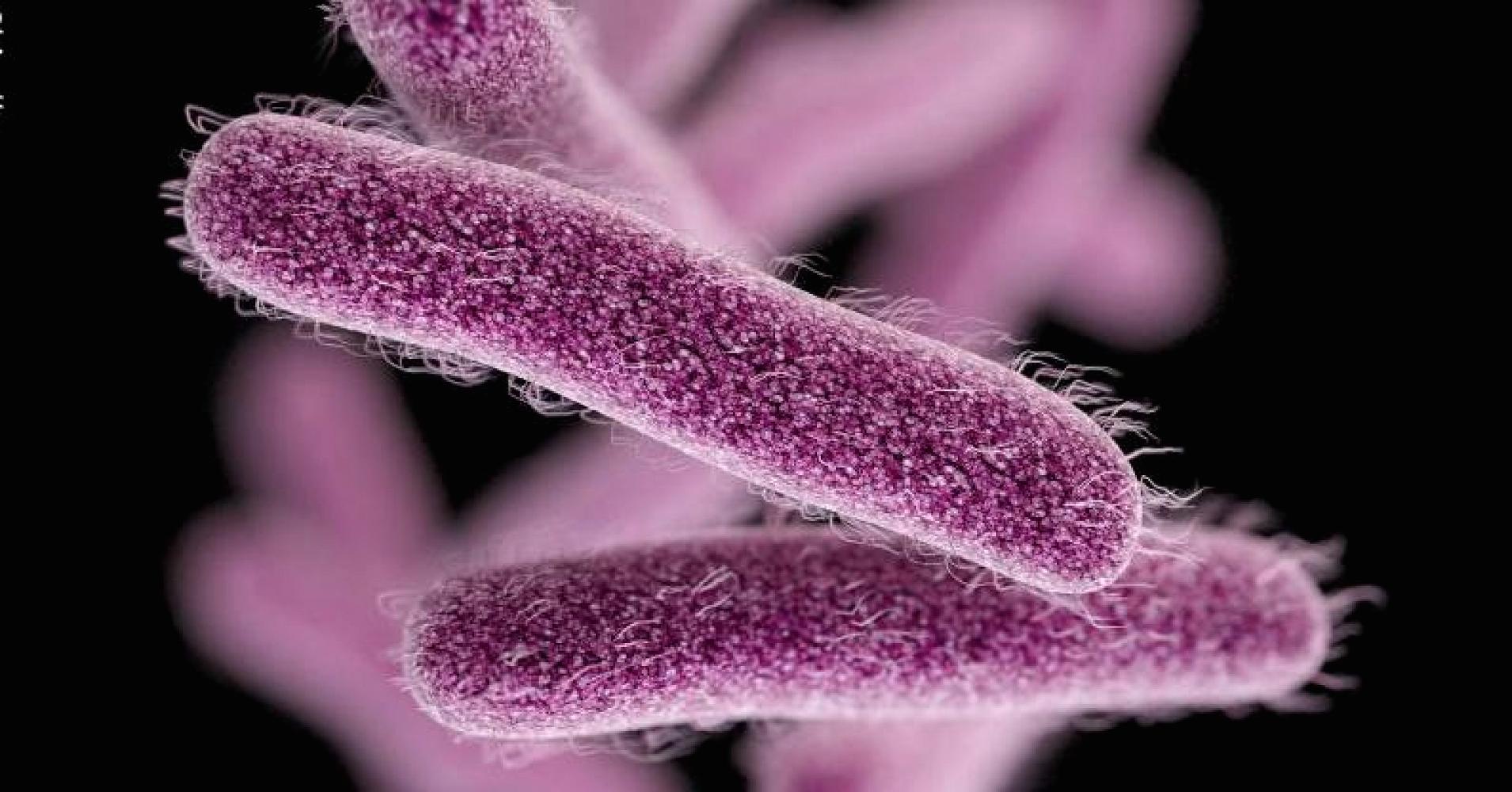 50 more identified with Shigella symptoms in Kozhikode