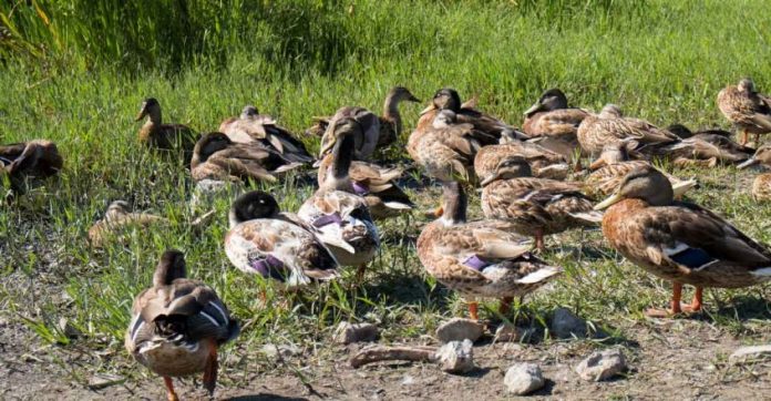 1200-bird-flu-2-duck.jpg.image.845.440
