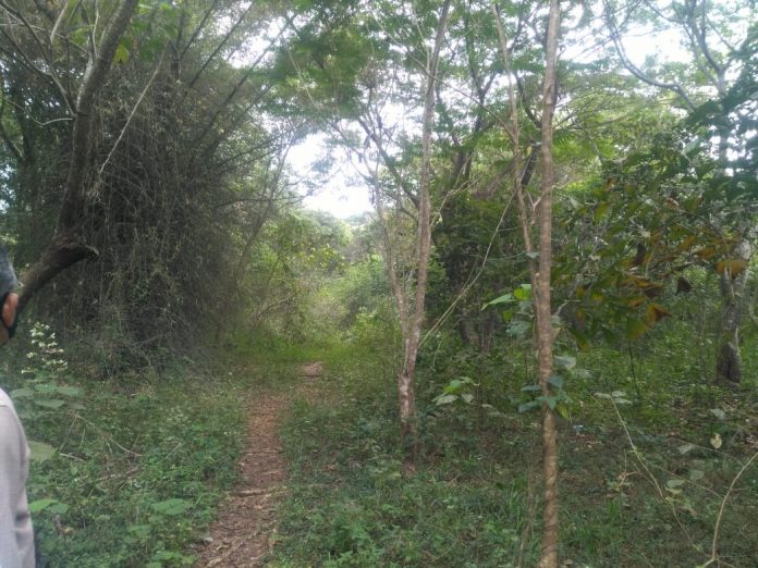 HMT forest, Kalamassery HMT forest, Kalamassery