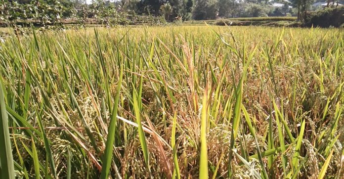 Waterkrishi-2