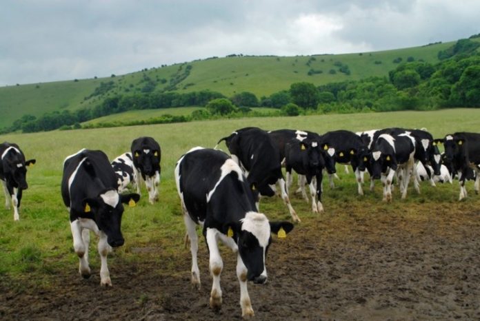 Dairy-farmers-call-for-immediate-EU-wide-implementation-of-crisis-instrument_wrbm_large