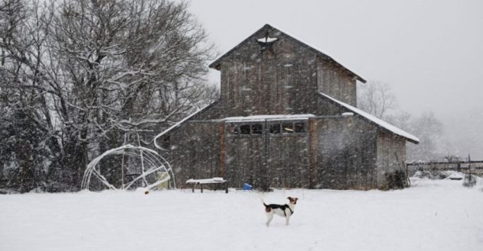 pets-are-being-left-to-freeze-to-death-in-texas-as-their-owners-leave-them-outside-alone.jpg.image.845.440
