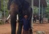Kollam native Shaji arrested in Mumbai for elephant trafficking