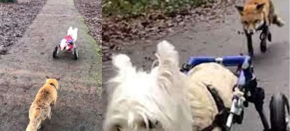 dog in wheelchair guides blind fox