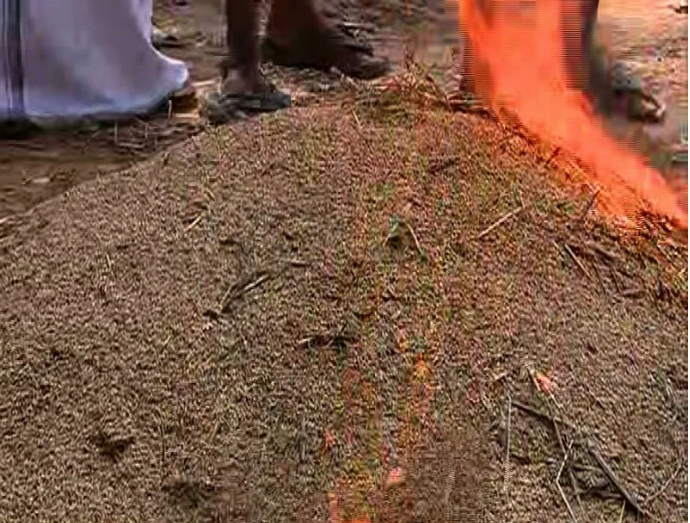 farmers protest in Kottayam by burning crop