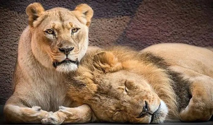 couple-lion-dies-5-jpg