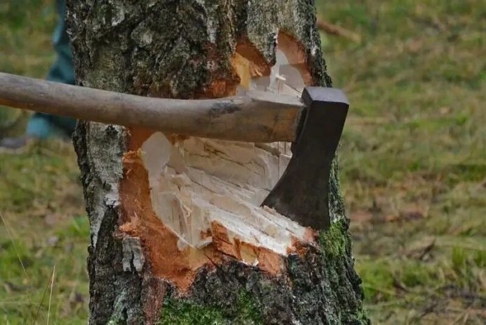 tree-cut-muttil-jpg