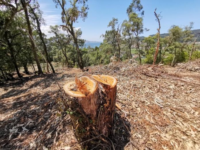 cutting-down-trees-eucalyptus-forest-causes-deforestation-area-rhdr-153579902