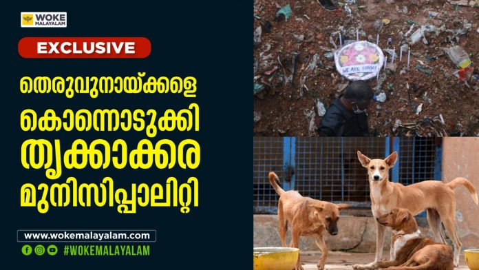 തെരുവ് നായ്ക്കളെ കൊന്നൊടുക്കി തൃക്കാക്കര മുനിസിപ്പാലിറ്റി തെരുവ് നായ്ക്കളെ കൊന്നൊടുക്കി തൃക്കാക്കര മുനിസിപ്പാലിറ്റി