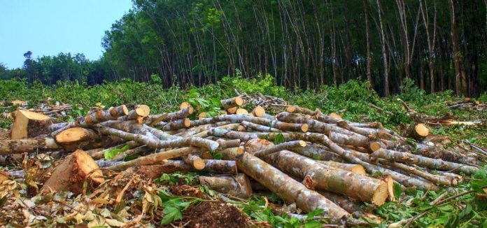 government_gave_orders_to_cut_10975844_trees_in_last_5_years_for_development_1564226048