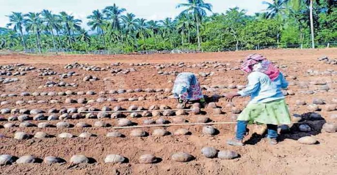 kannur-coconut-seeds.jpg.image.845.440