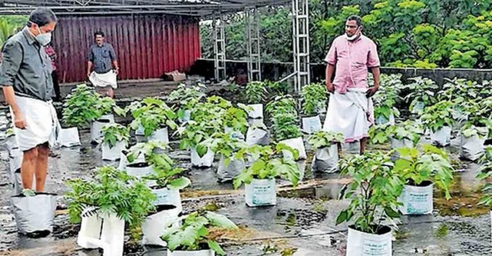 kannur-farming.jpg.image.845.440