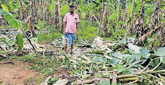kannur-iritty-wild-elephant-issues.jpg.image.845.440