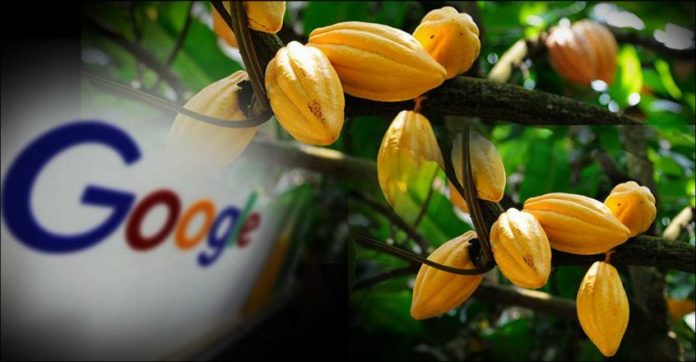 kottayam-google-cocoa.jpg.image.845.440