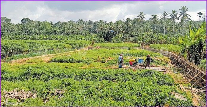 trivandrum-illegal-wall.jpg.image.845.440