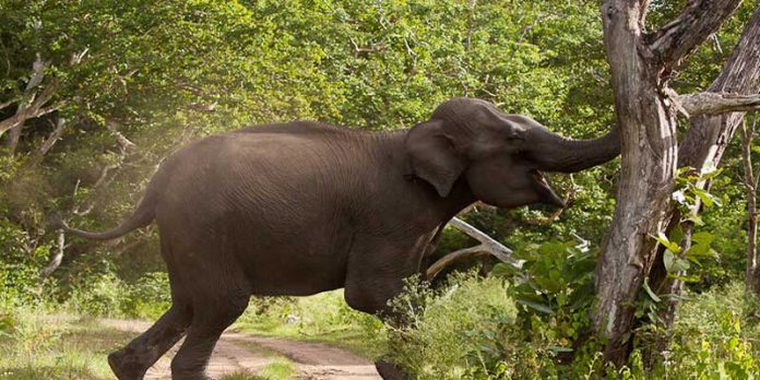 wild-elephant