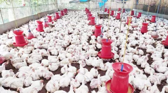 1133772-chicken-farm