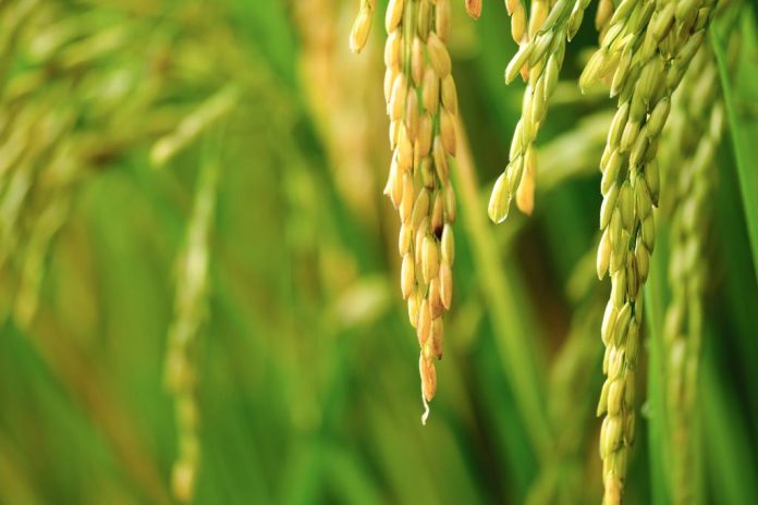 adobestock_young_rice_seeds_c_adobestock_by_sopone