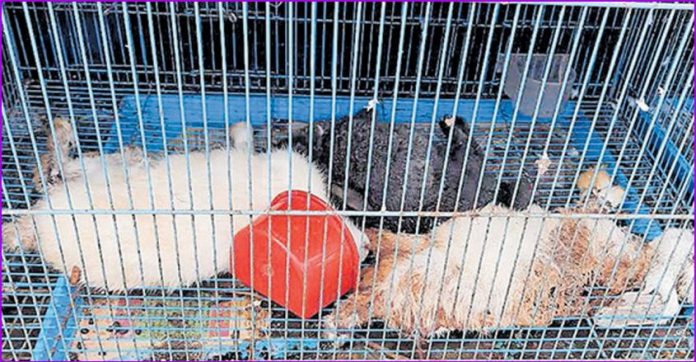 kozhikode-rabbits.jpg.image.845.440