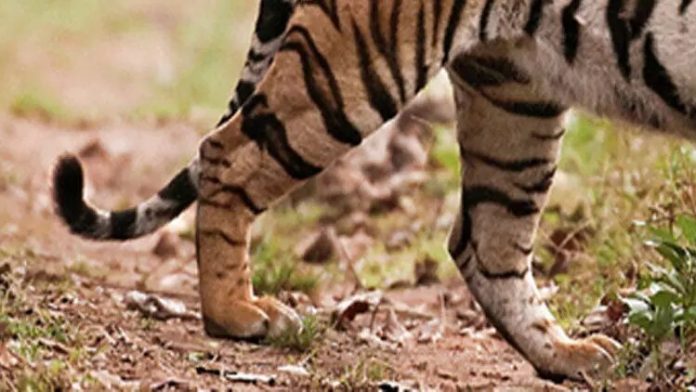 1091745-tiger-09072020