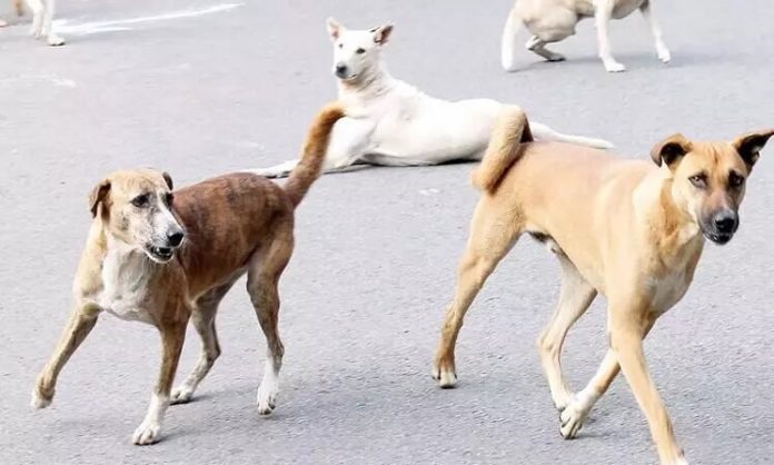 901527-street-dog