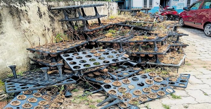 kollam-saplings.jpg.image.845.440