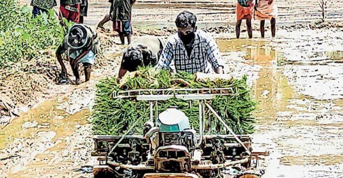 pathanamthitta-koduman-paddy-cultivation.jpg.image.845.440