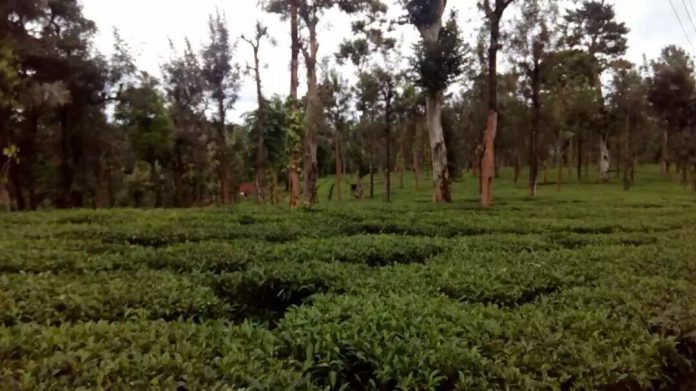 1227839-wayanad-estate
